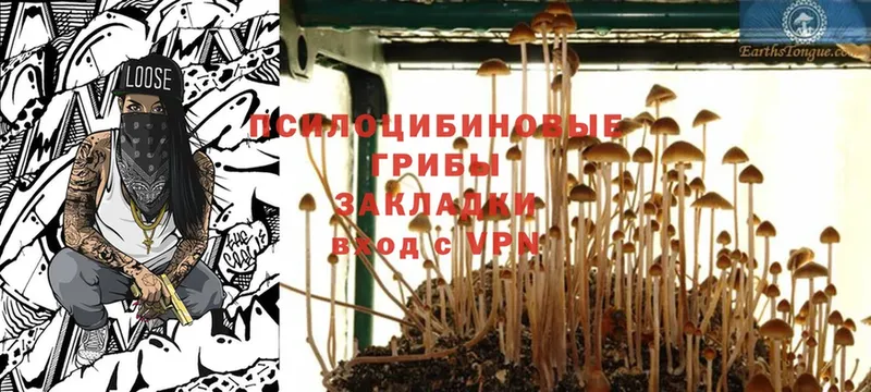 Псилоцибиновые грибы Magic Shrooms  Кирово-Чепецк 